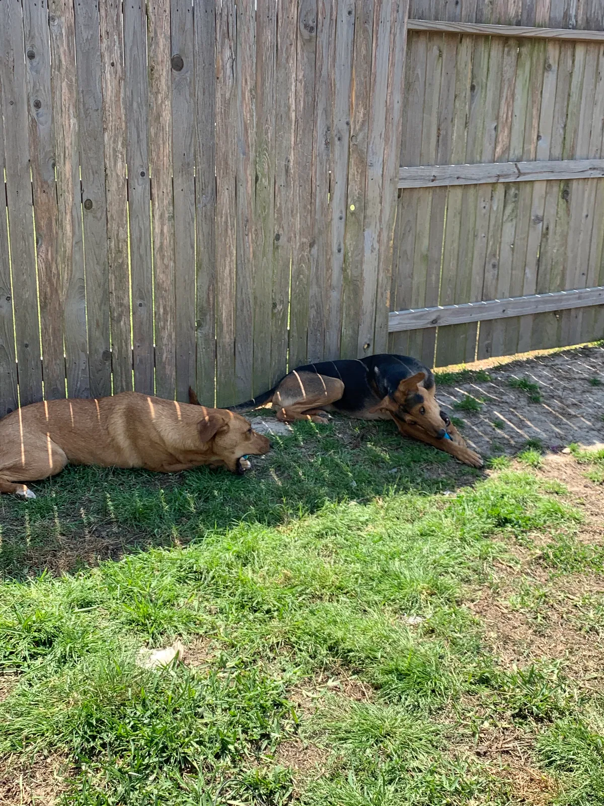 Lost dog in Katy, TX, 77449