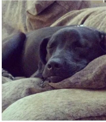 Lost dog in Harrison, TN, 37341