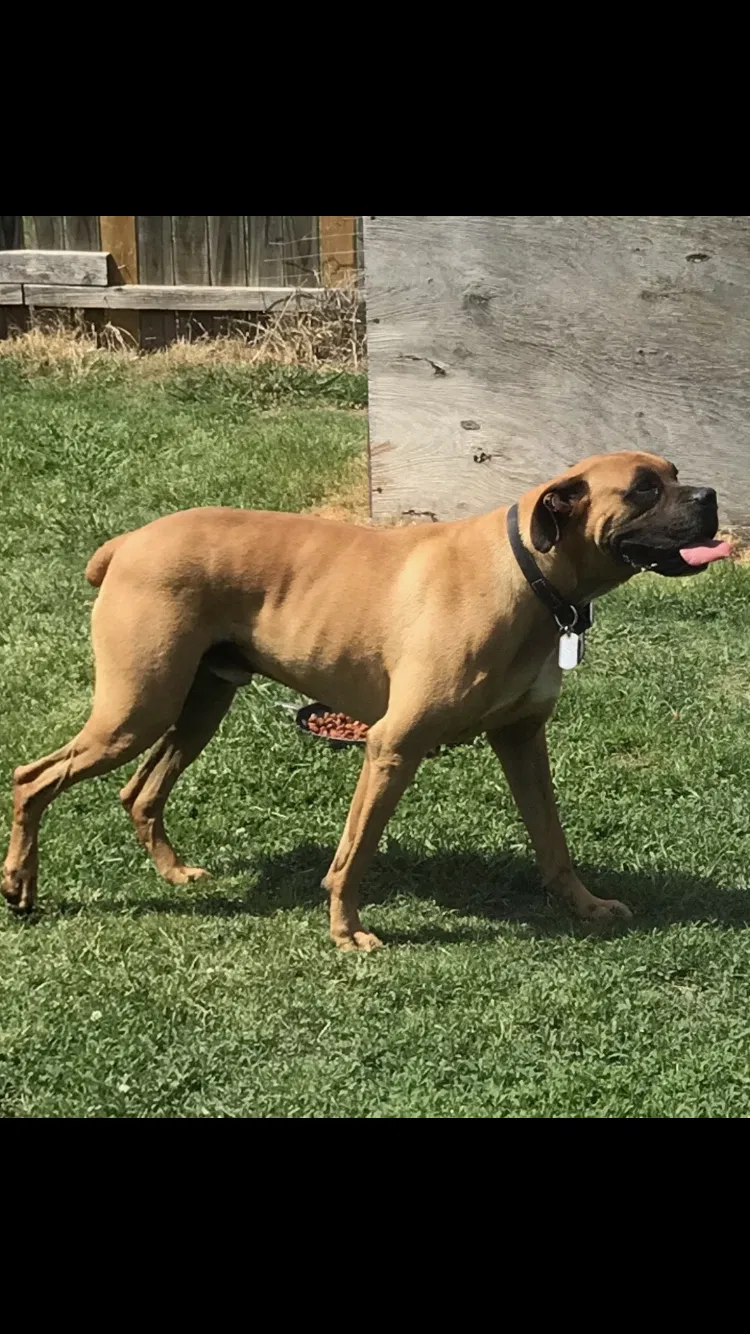 Lost dog in Catoosa, OK, 74015