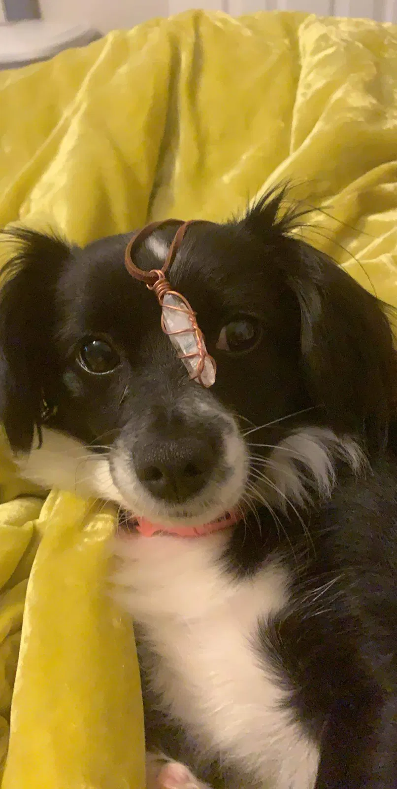 Lost dog in Birmingham, AL, 35243