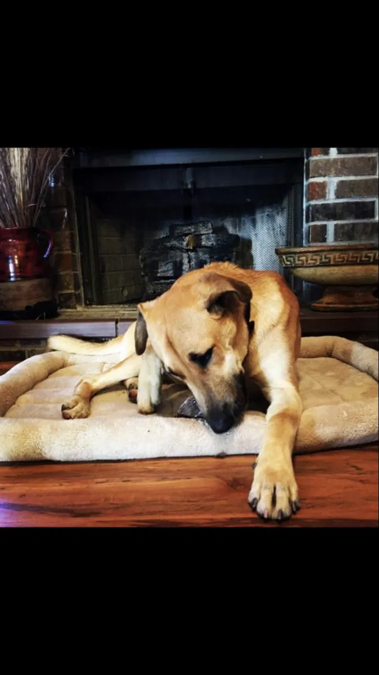 Lost dog in Catoosa, OK, 74015