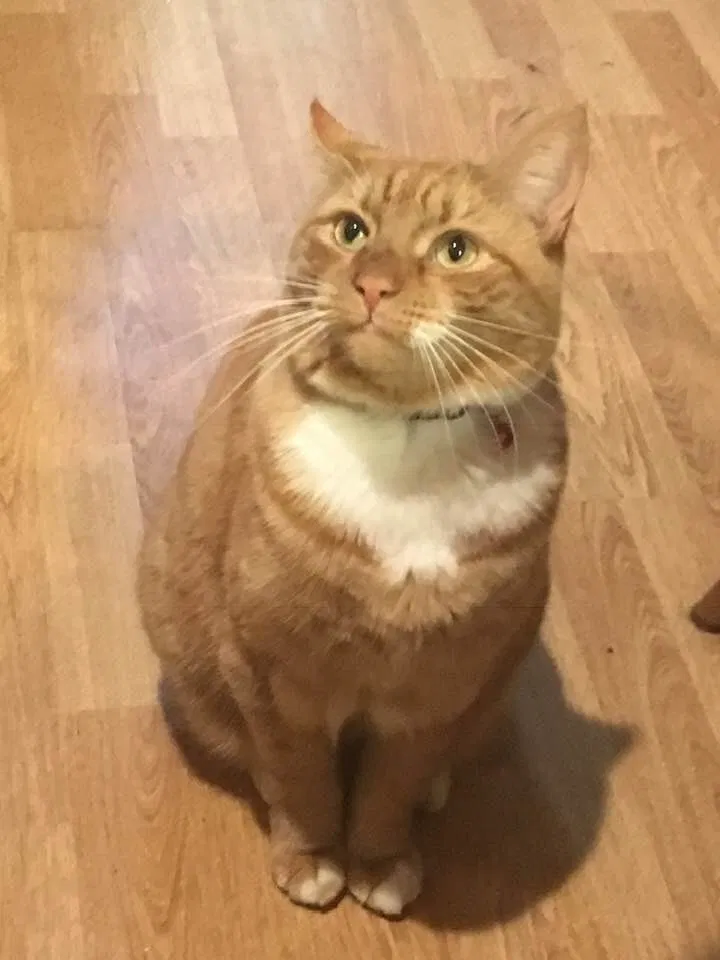 Lost cat in Bellerose, NY, 11426