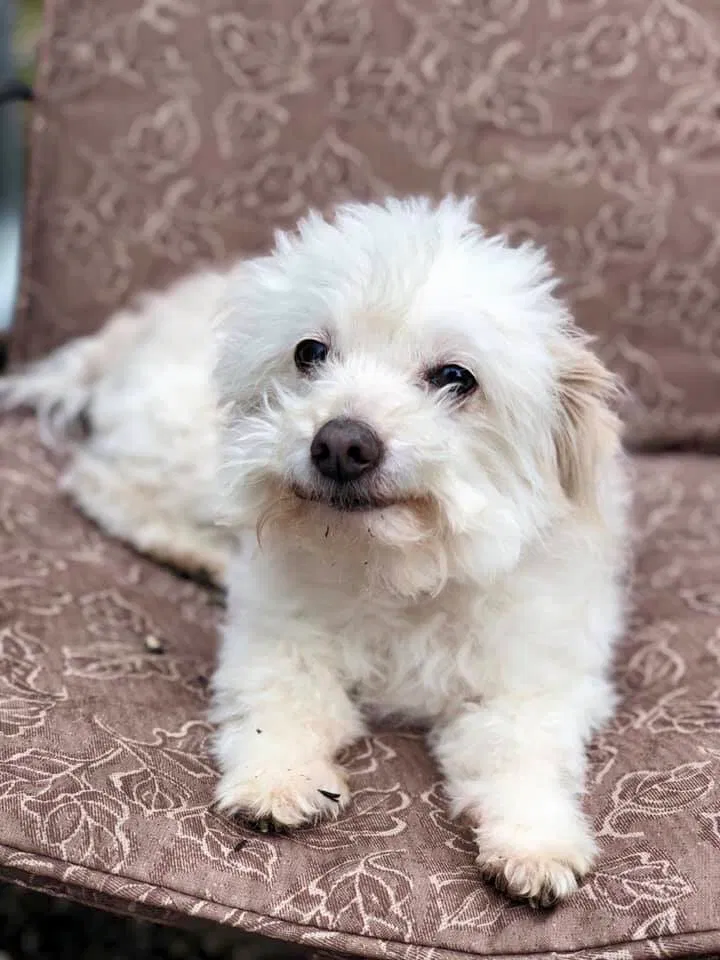 Lost dog in Biloxi, MS, 39532