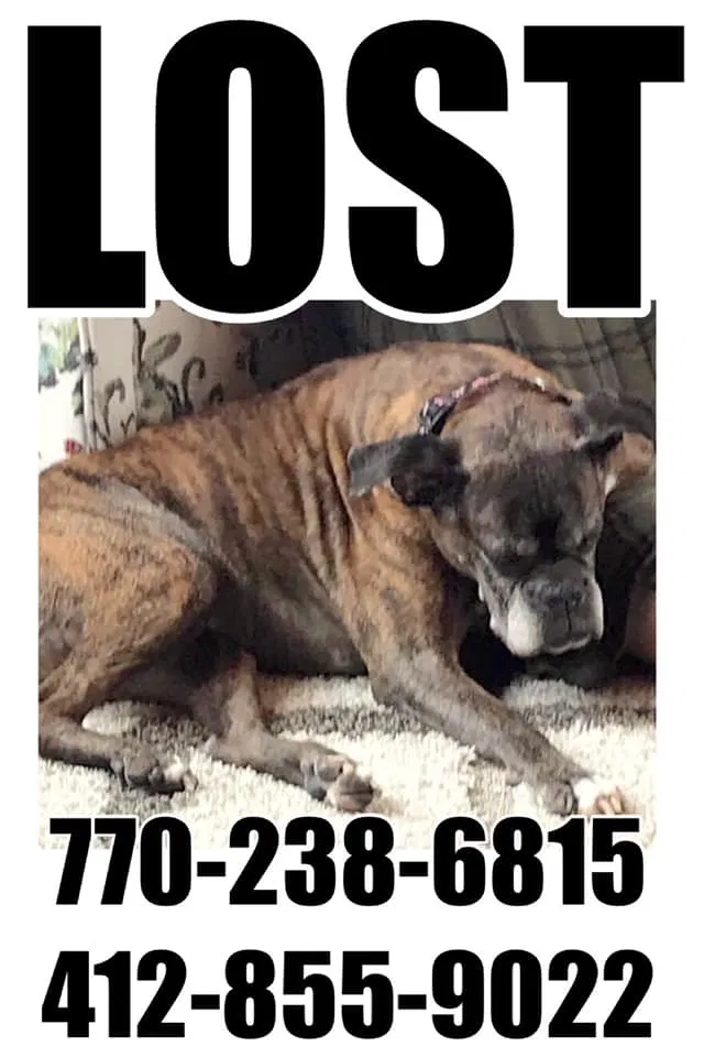 Lost dog in Mc Kees Rocks, PA, 15136