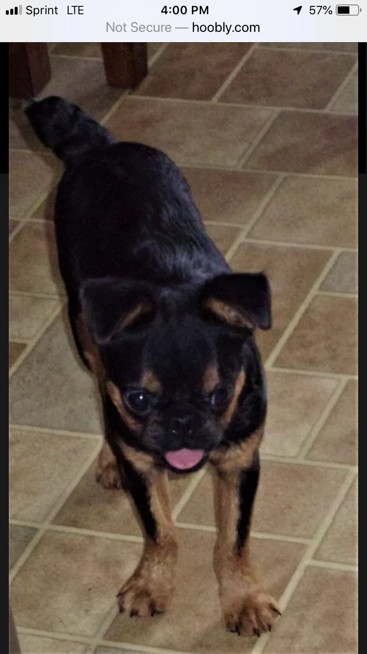 Lost dog in Osseo, MN, 55311