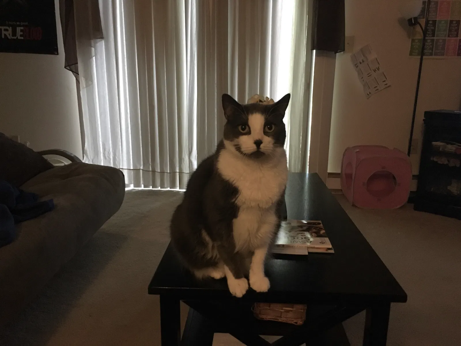 Lost cat in Albany, NY, 12203