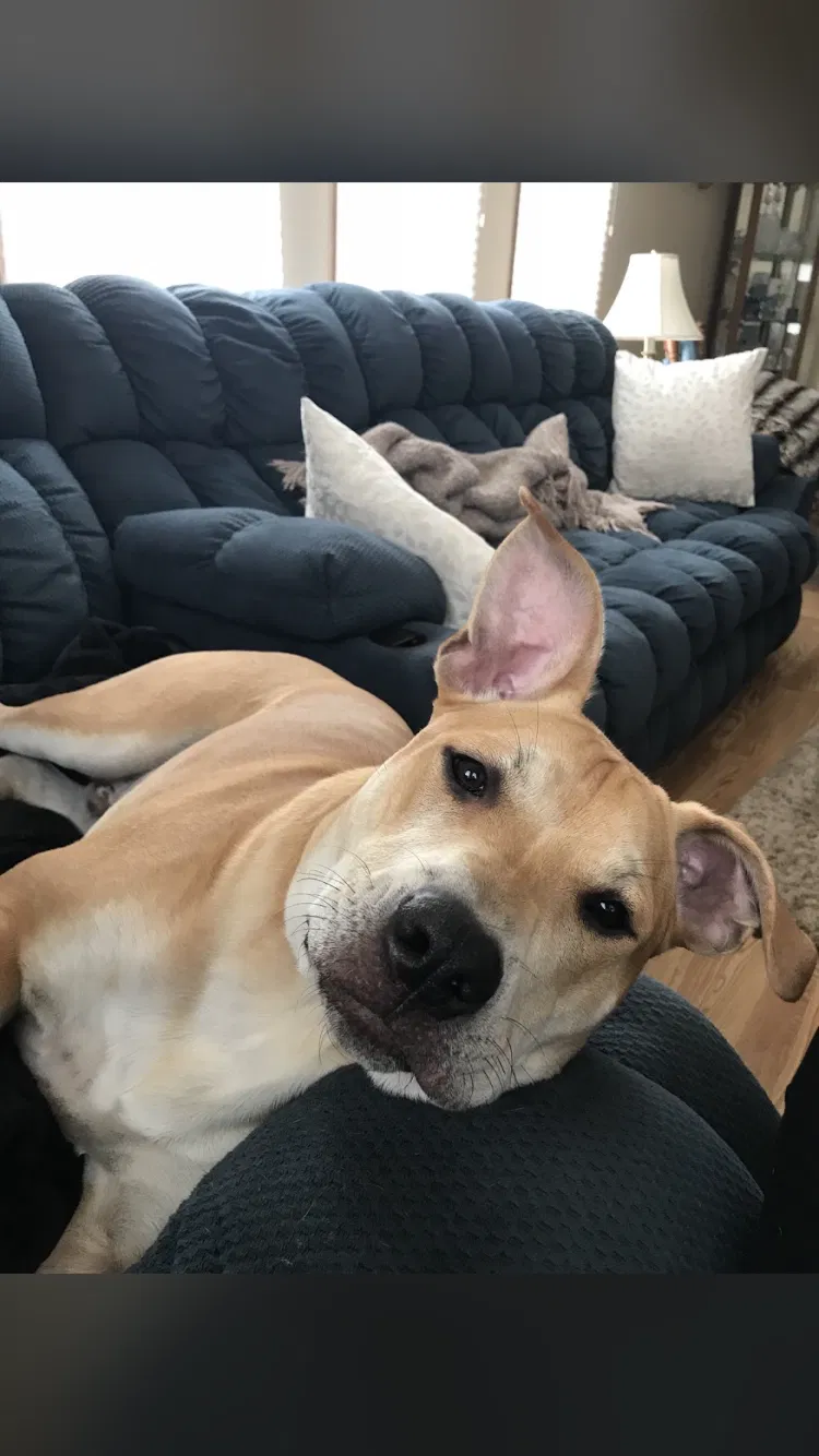 Lost dog in Tulsa, OK, 74104