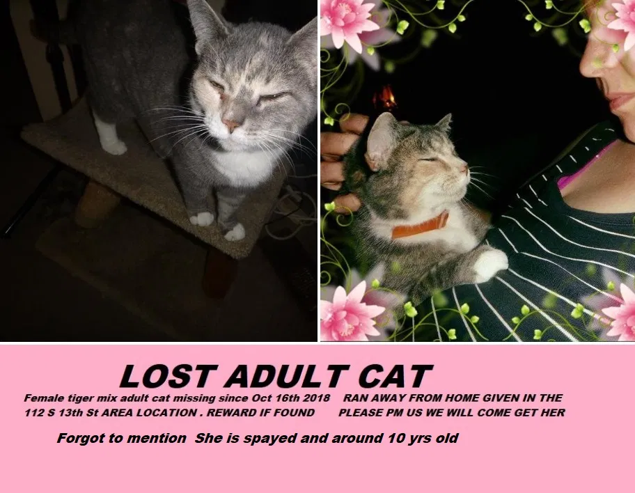 Lost cat in Altoona, PA, 16601