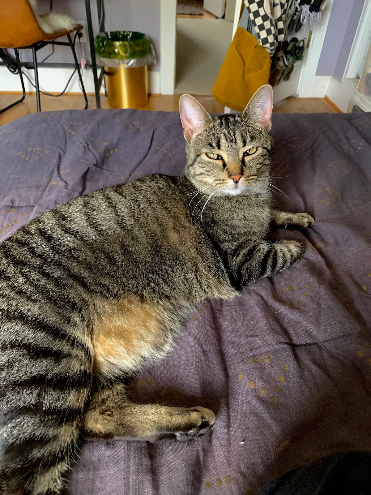 Lost cat in Mount Juliet, TN, 37122
