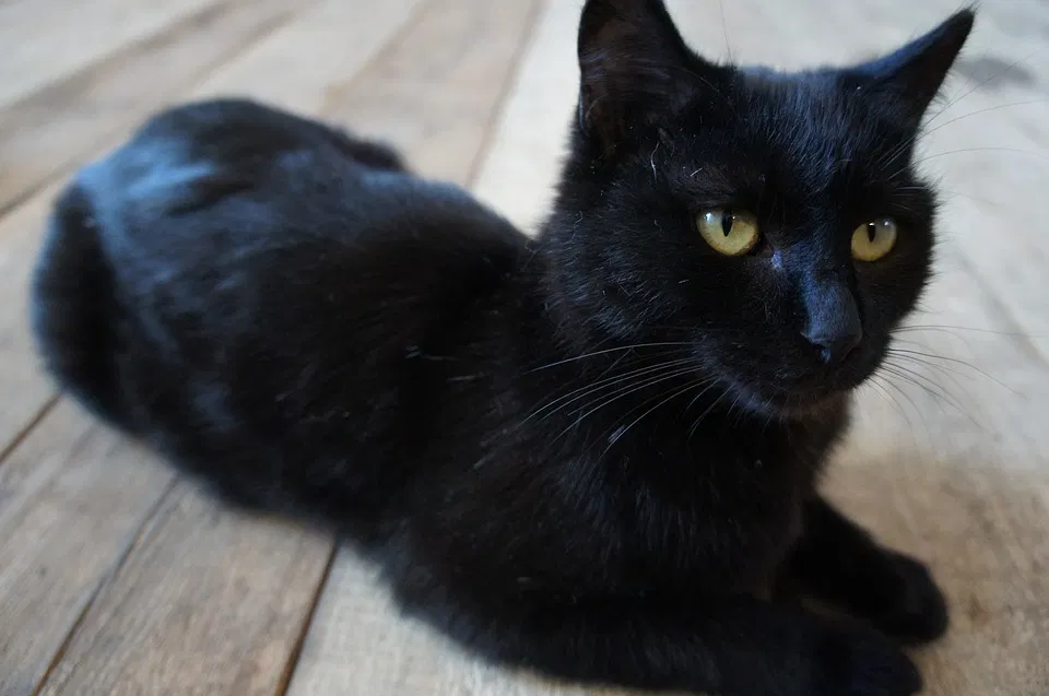 Lost cat in La Mesa, CA, 91942