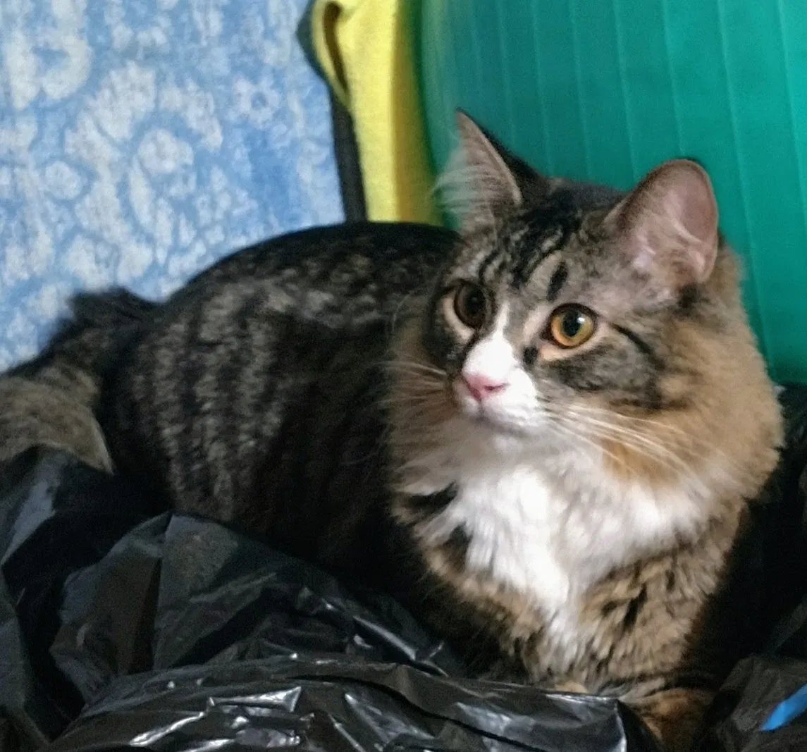 Lost cat in Portland, OR, 97222