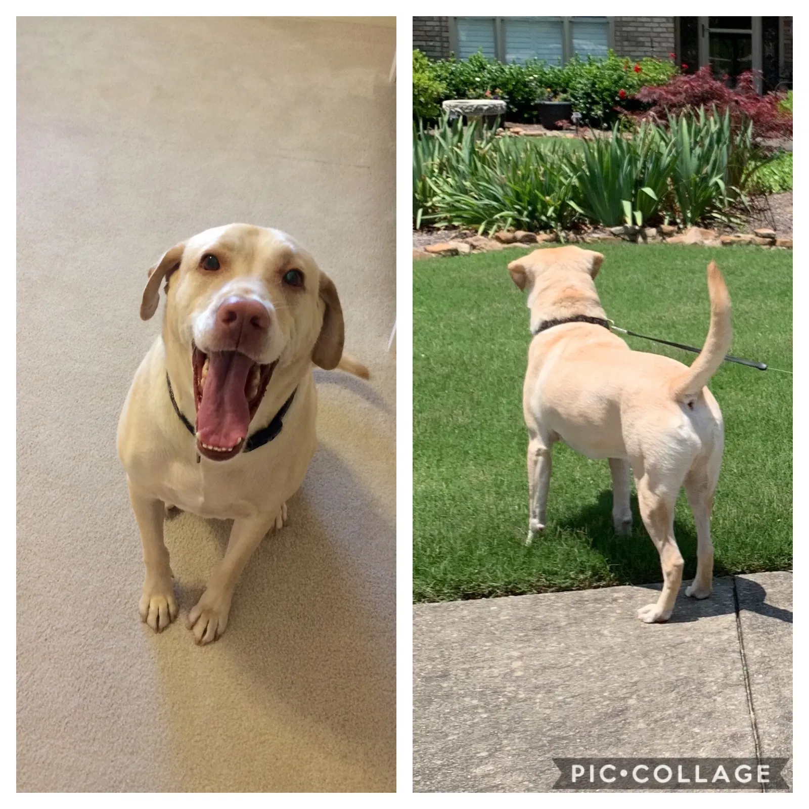 Lost dog in Birmingham, AL, 35242