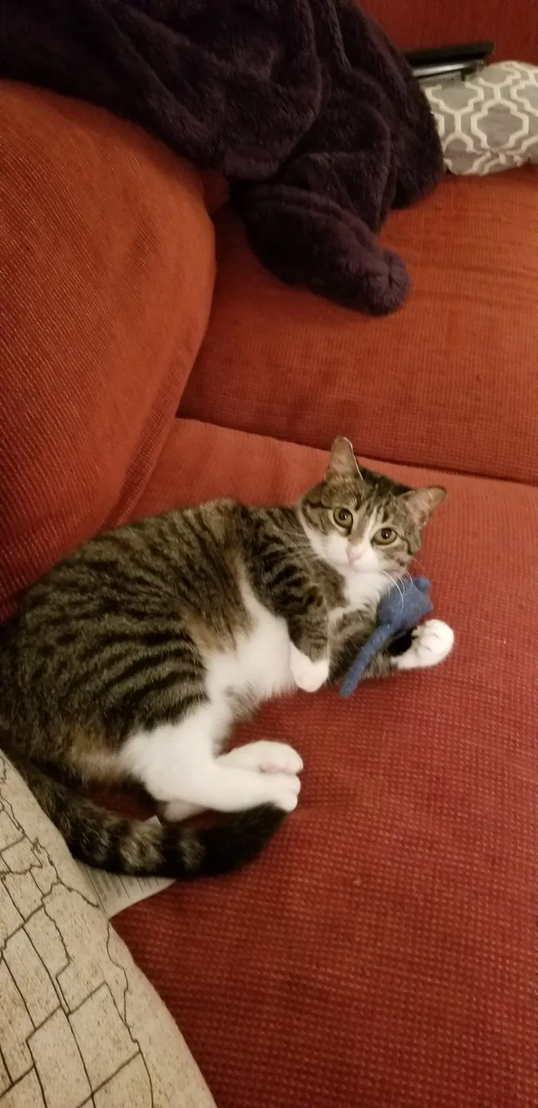 Lost cat in Osseo, MN, 55369