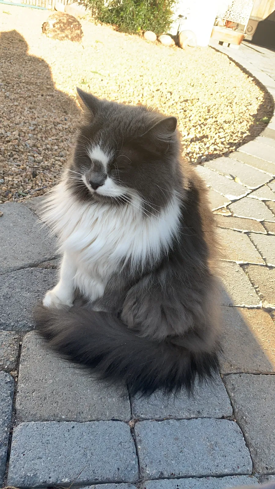 Lost cat in Scottsdale, AZ, 85258