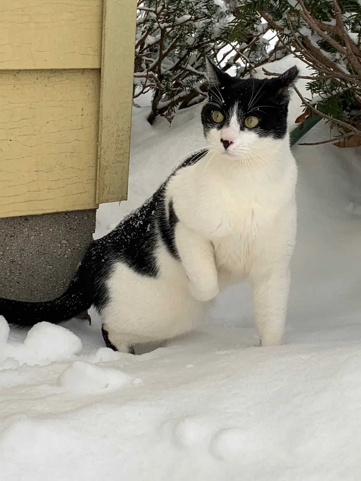 Lost cat in Muskegon, MI, 49441