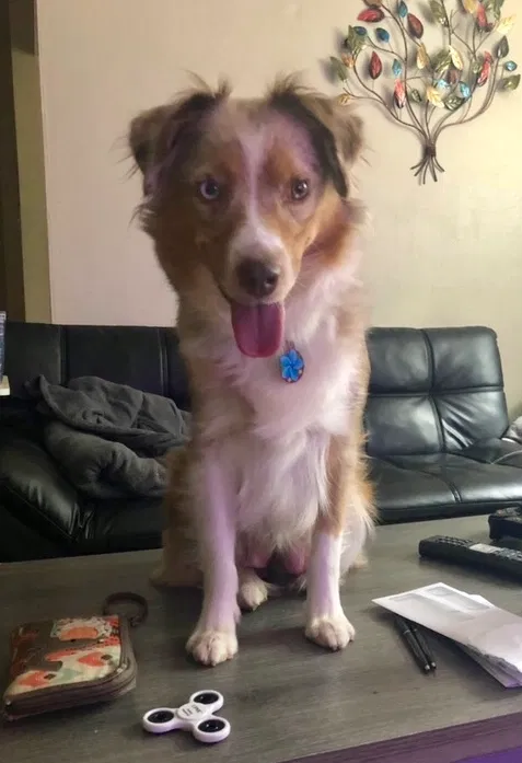 Lost dog in Trappe, MD, 21673