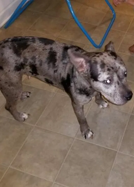 Lost dog in Charlotte, NC, 28214