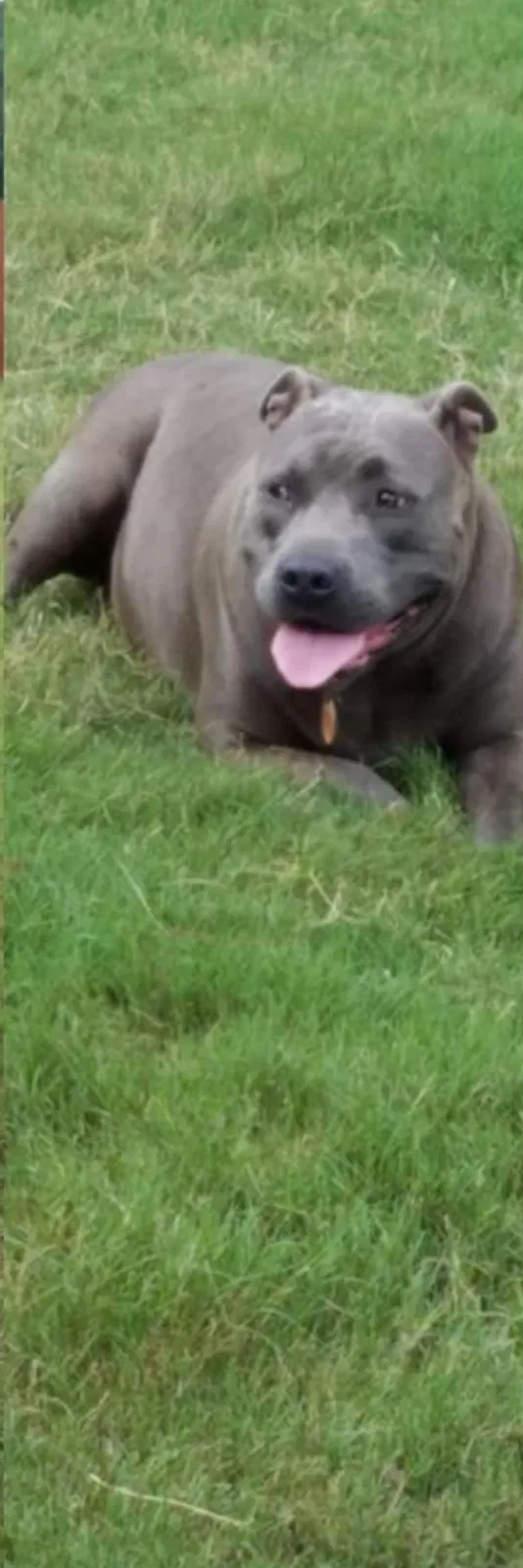 Lost dog in Phenix City, AL, 36870
