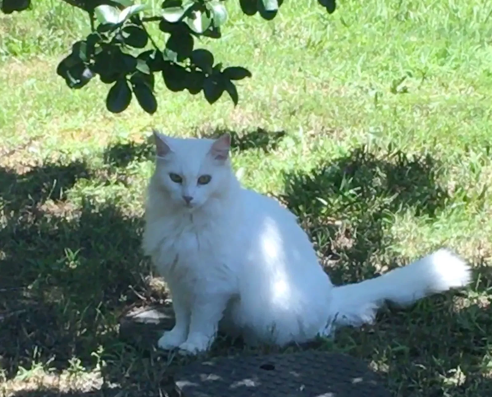 Lost cat in Douglasville, GA, 30135