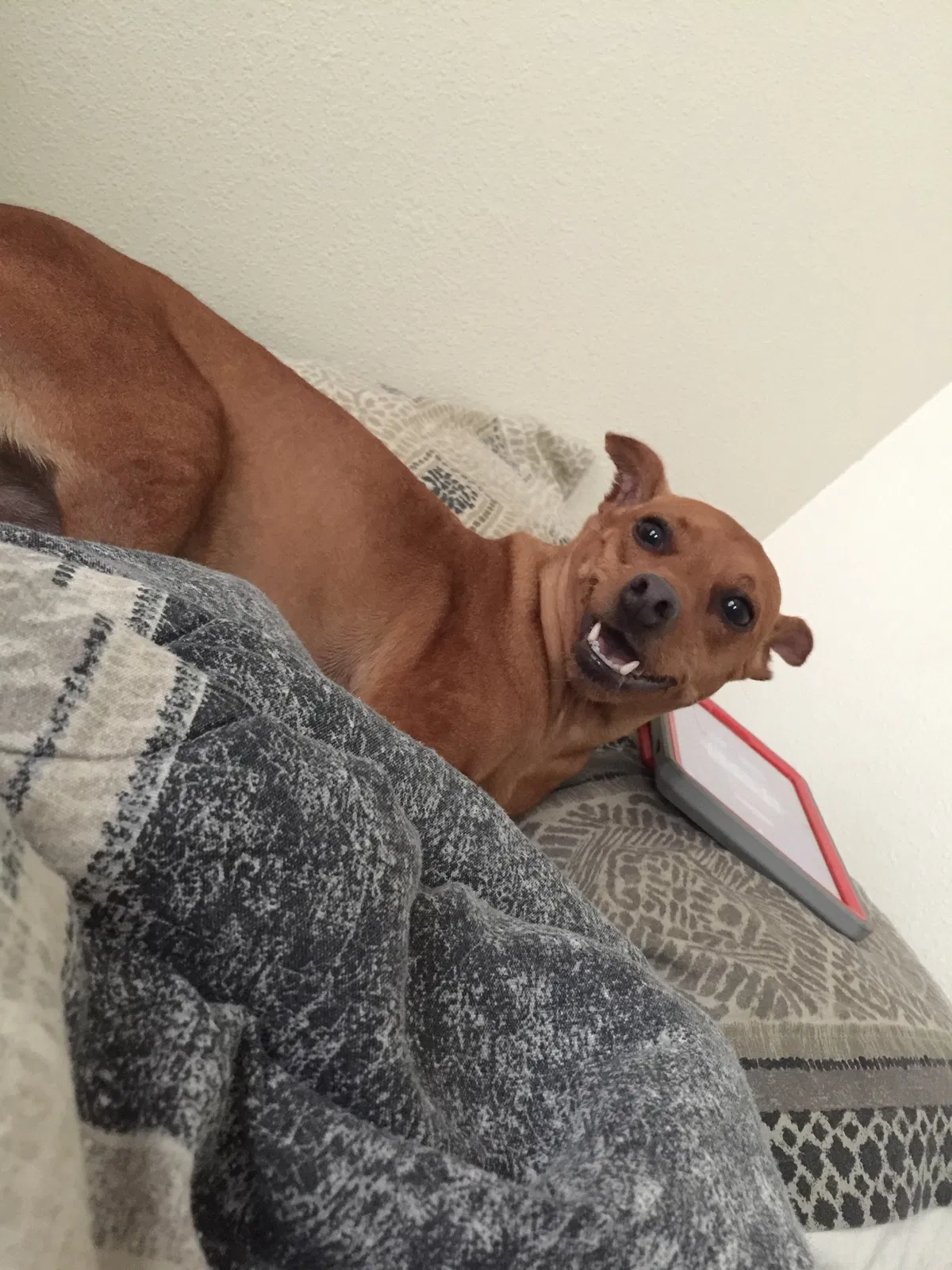 Lost dog in Upper Marlboro, MD, 20772