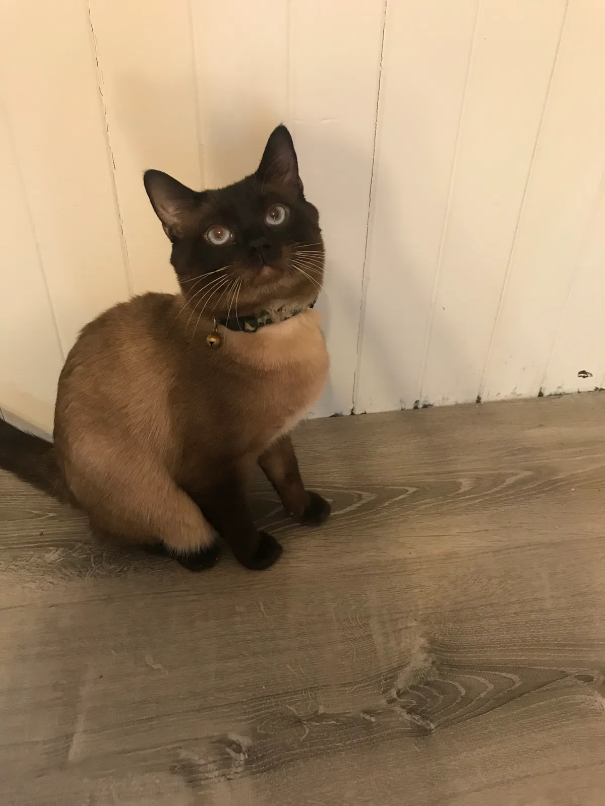 Lost cat in Otsego, MI, 49078