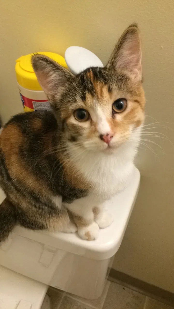 Lost cat in Kalamazoo, MI, 49008