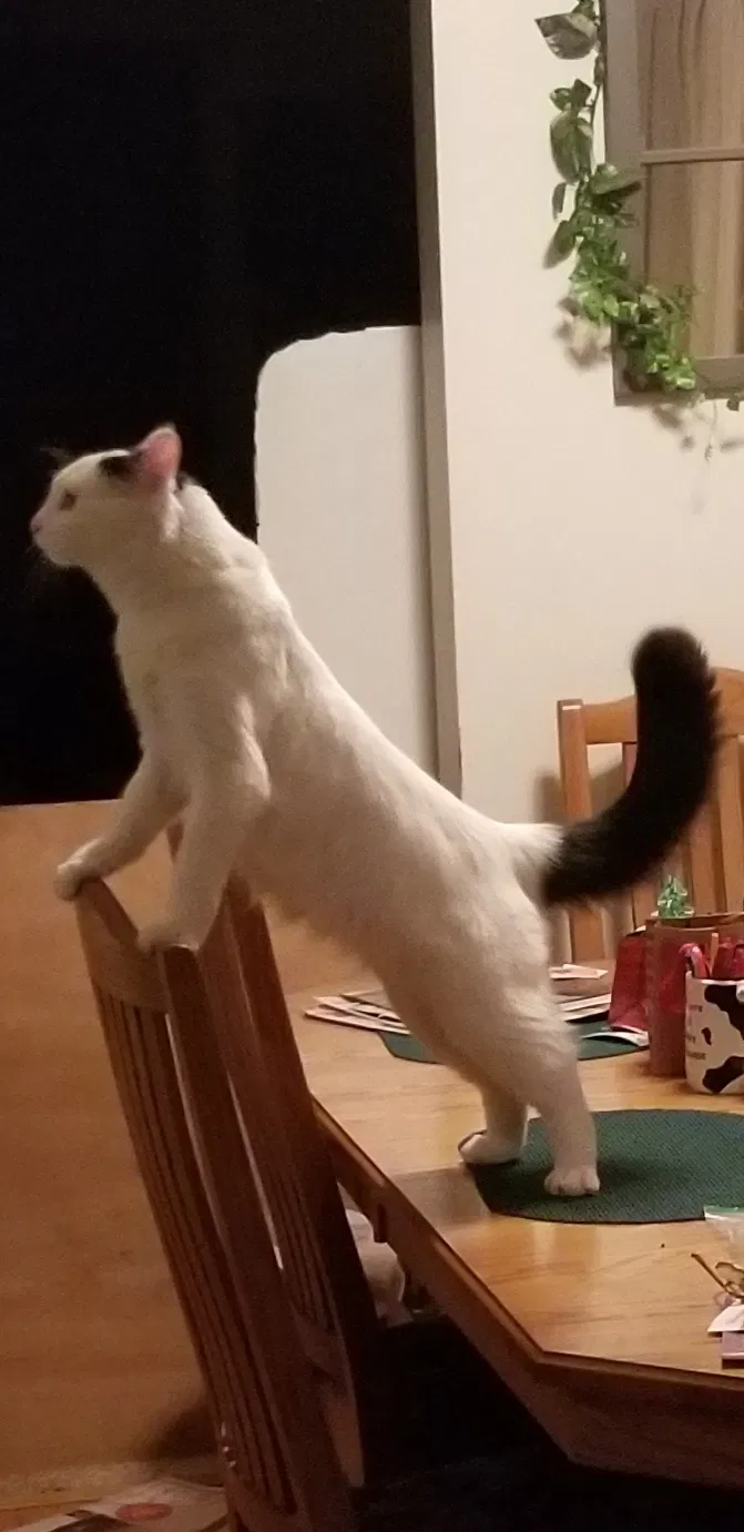 Lost cat in Lakeland, MN, 55043