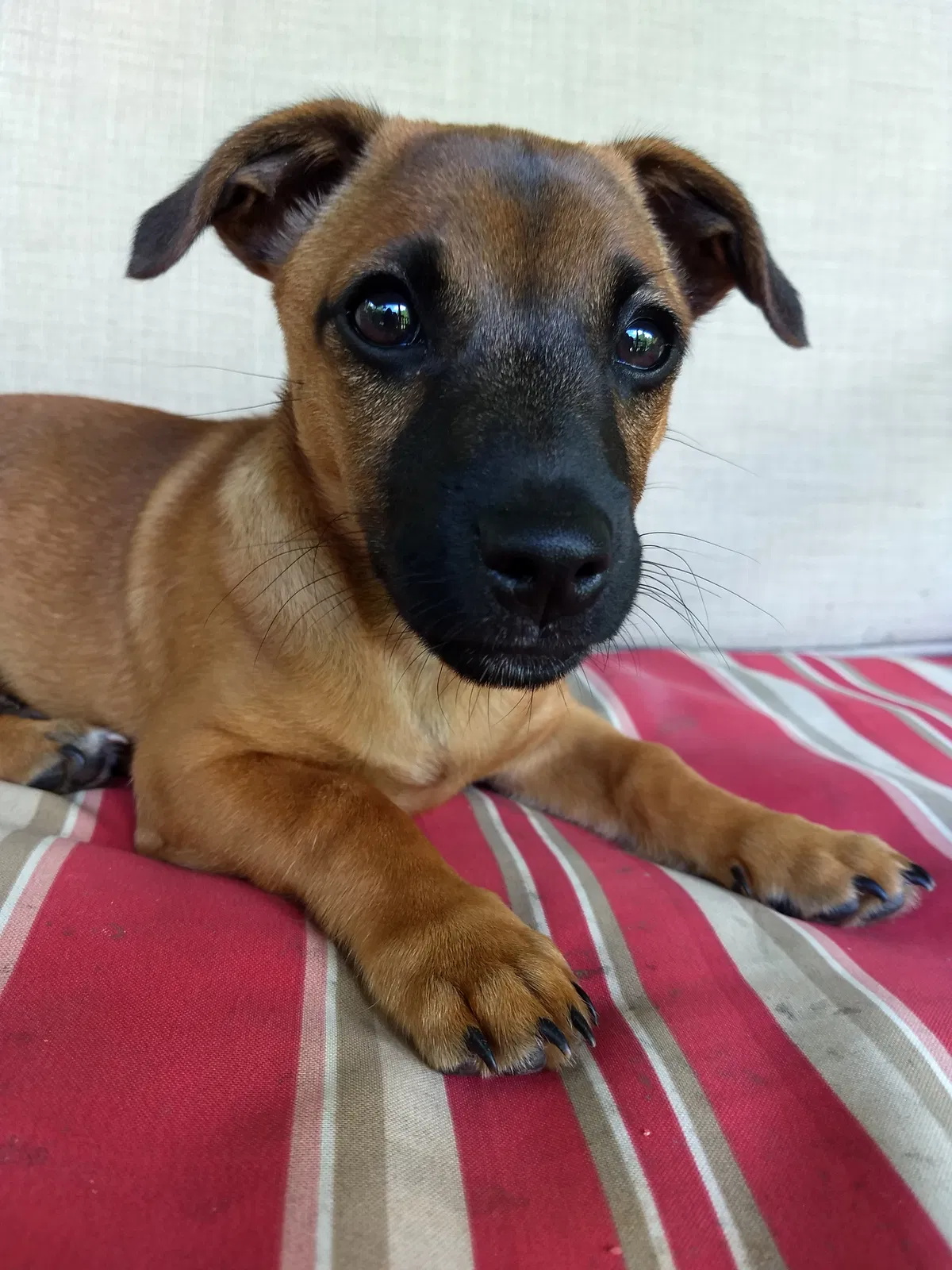Lost dog in Ocoee, TN, 37361