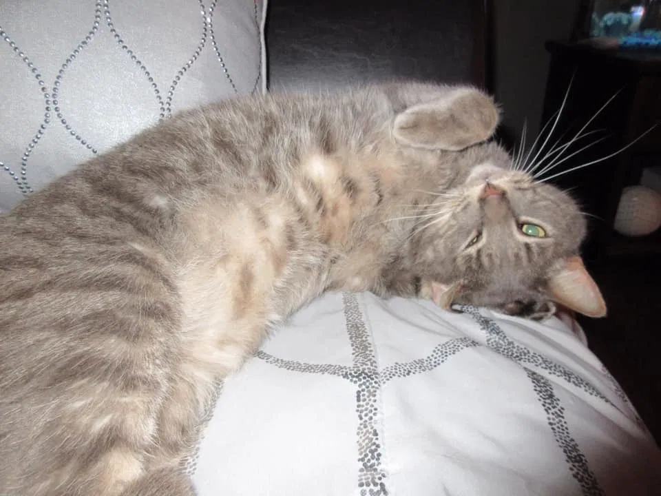 Lost cat in Saraland, AL, 36571