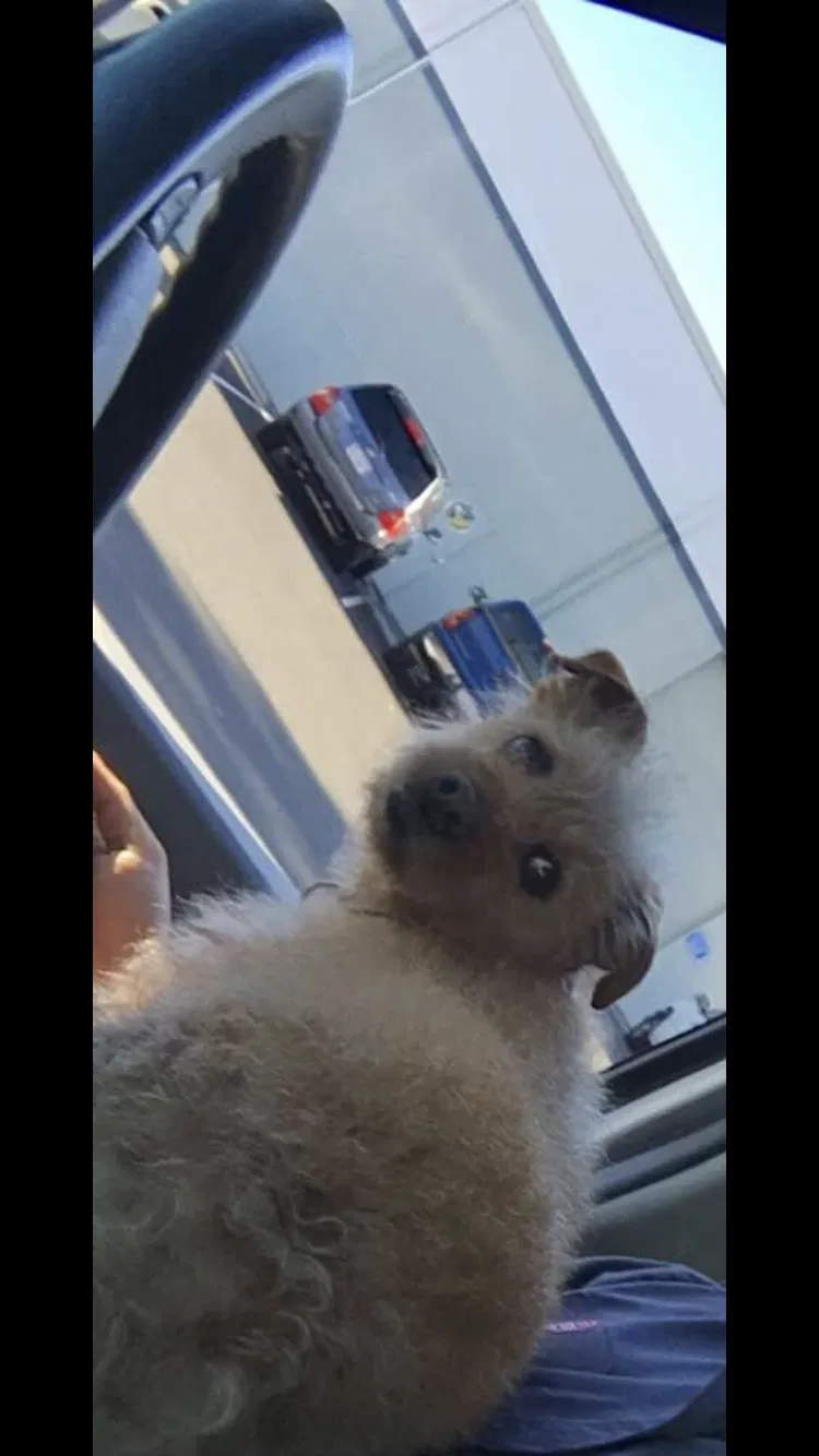 Lost dog in Sacramento, CA, 95834