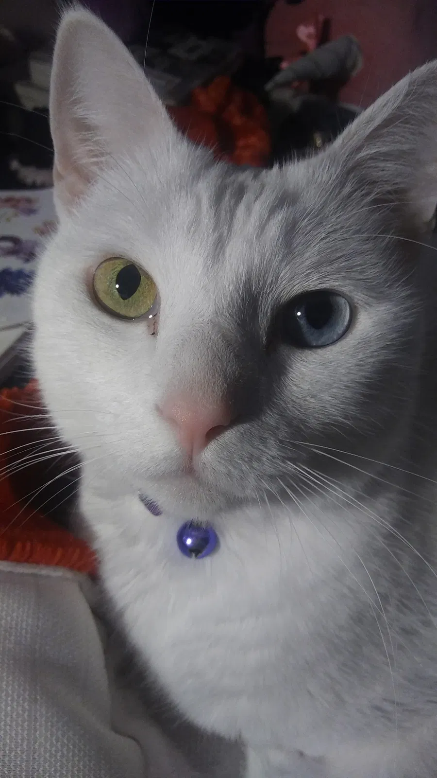 Lost cat in Virginia Beach, VA, 23464