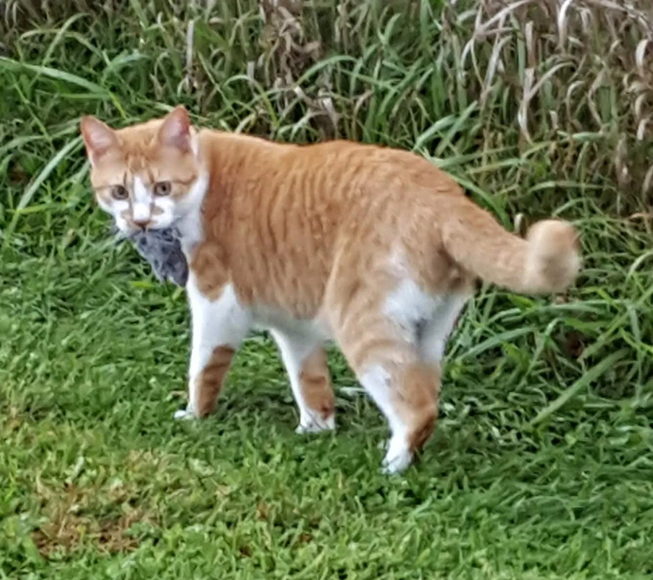 Lost cat in Monticello, MN, 55362