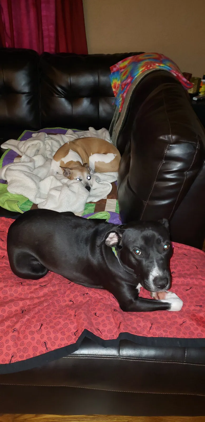 Lost dog in Memphis, TN, 38127