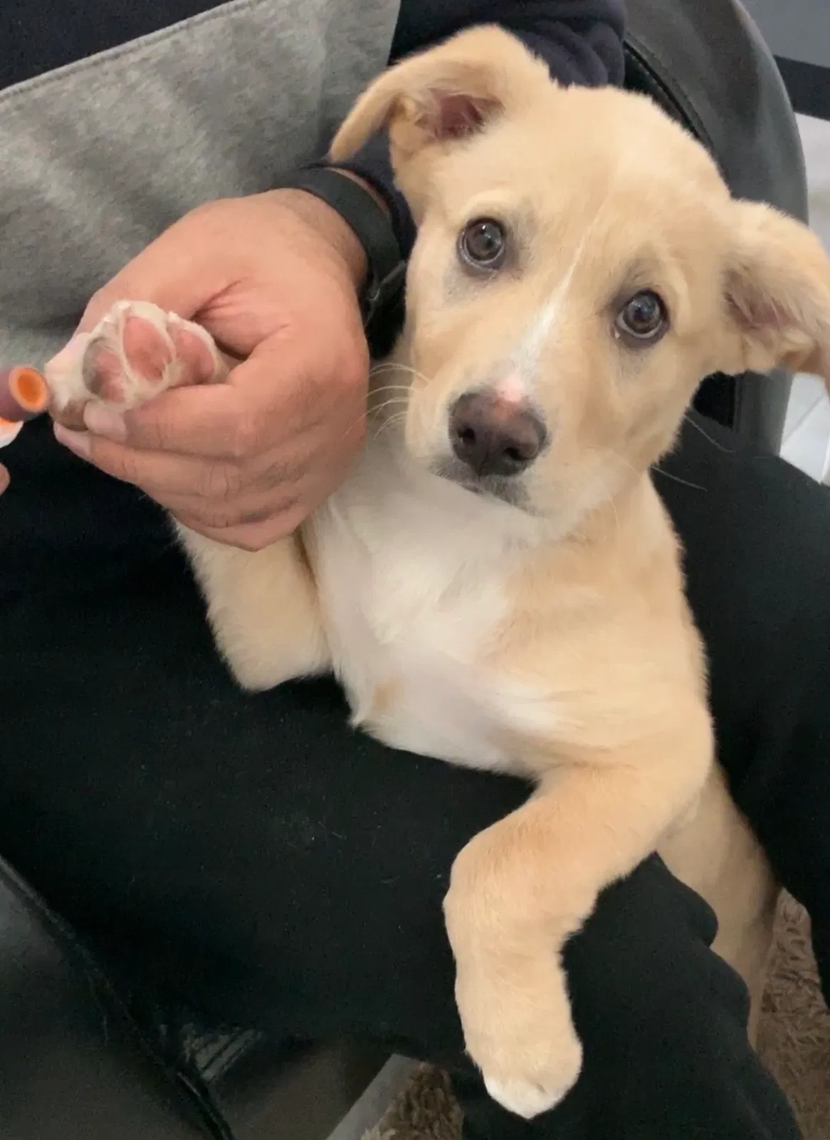 Lost dog in Rosenberg, TX, 77471