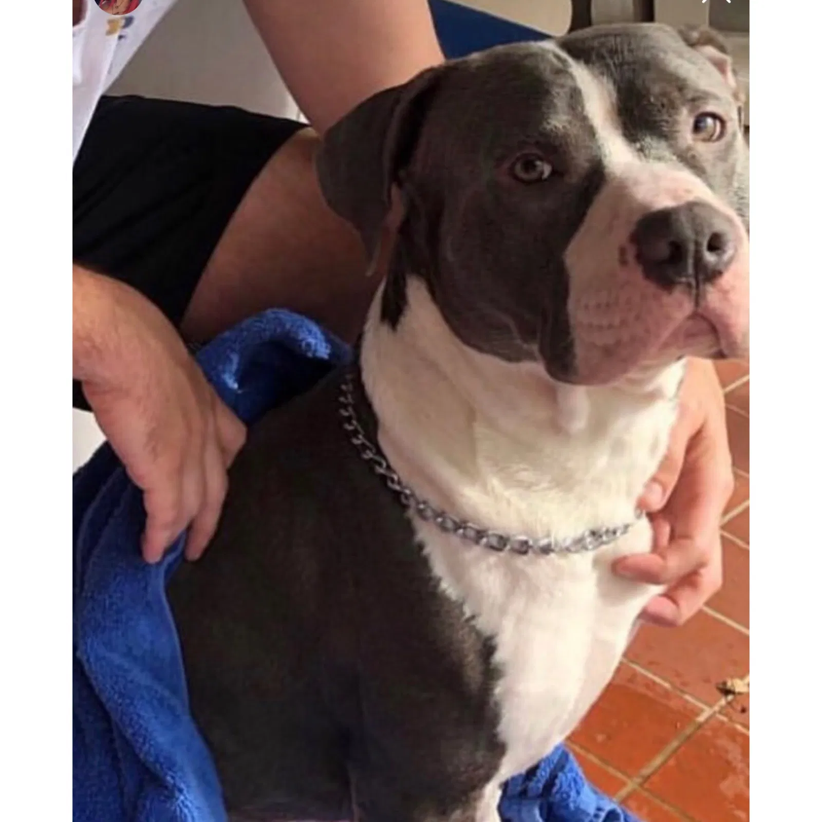 Lost dog in Miami, FL, 33134