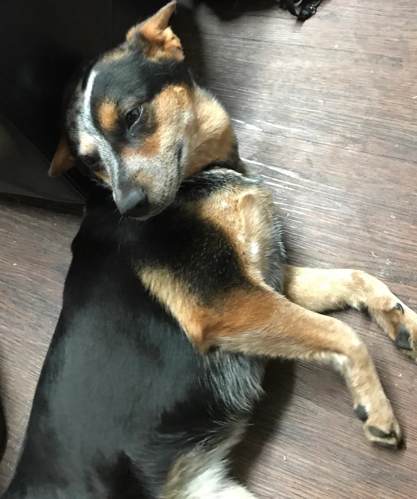 Lost dog in Aubrey, TX, 76227