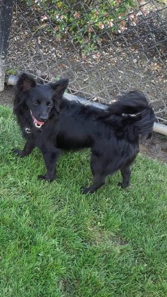 Lost dog in Hillsboro, OR, 97124