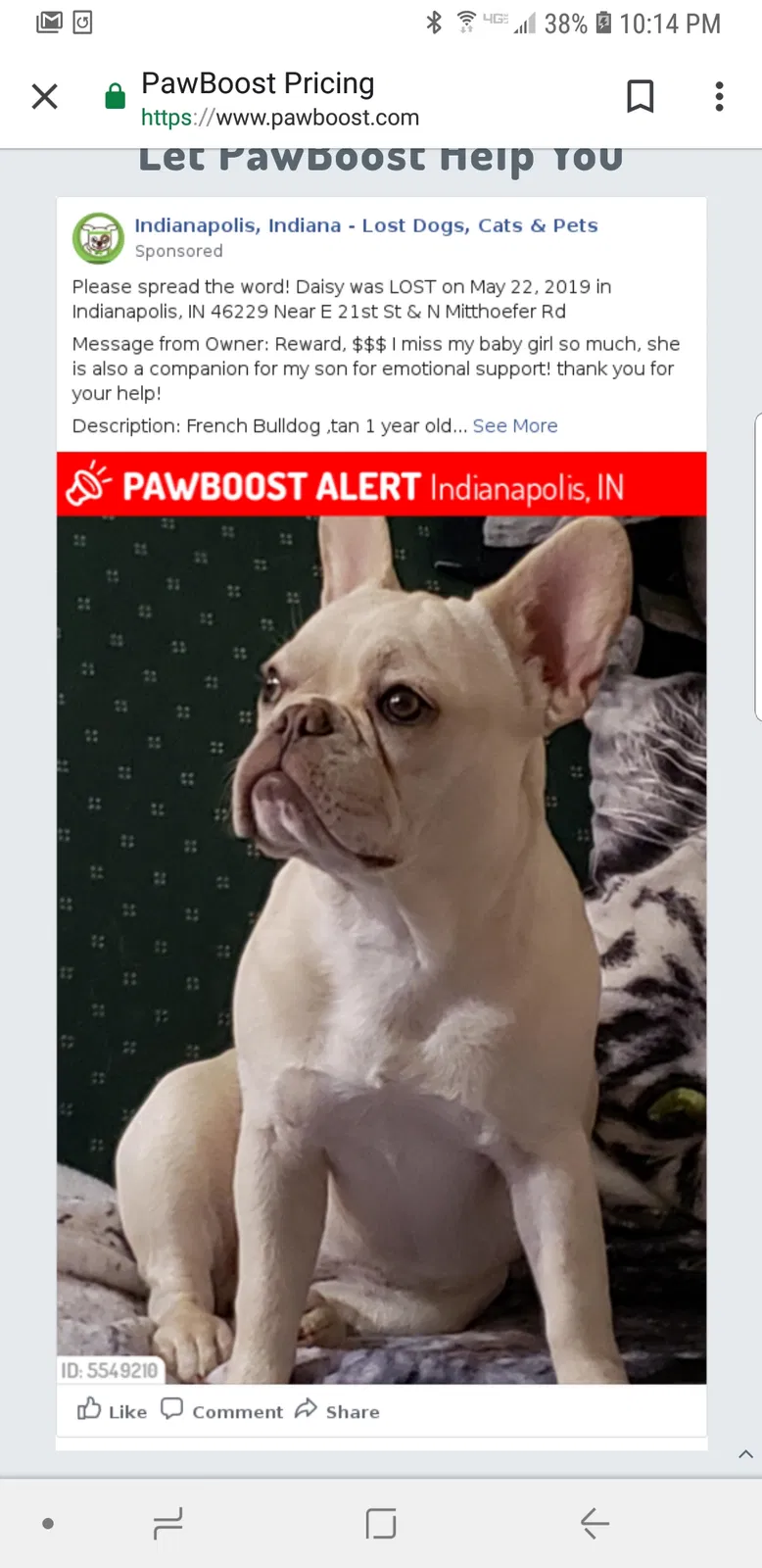 Lost dog in Indianapolis, IN, 46229