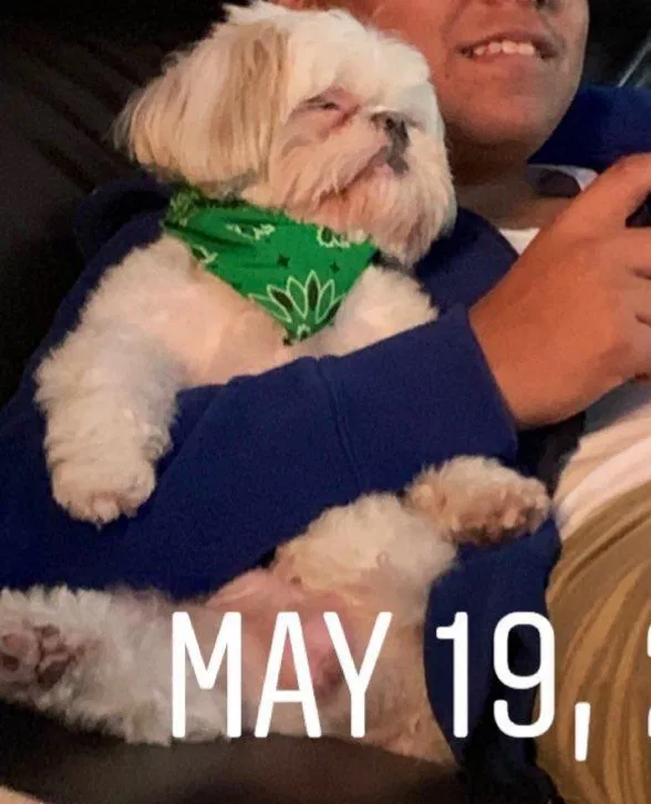 Lost dog in Conroe, TX, 77301