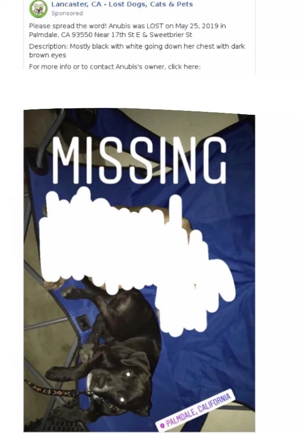 Lost dog in Palmdale, CA, 93550