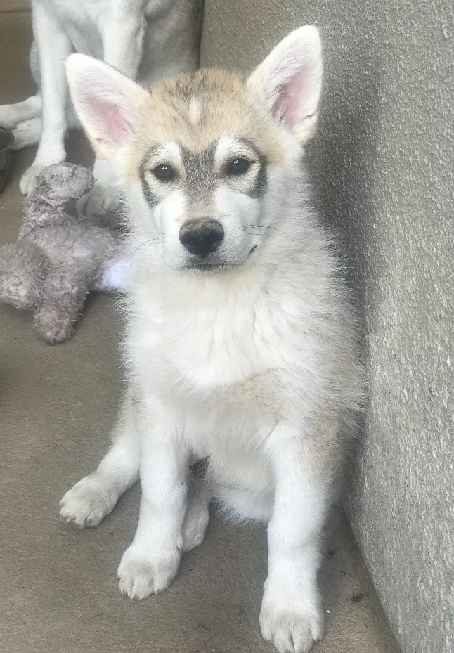 Lost dog in Fresno, CA, 93704