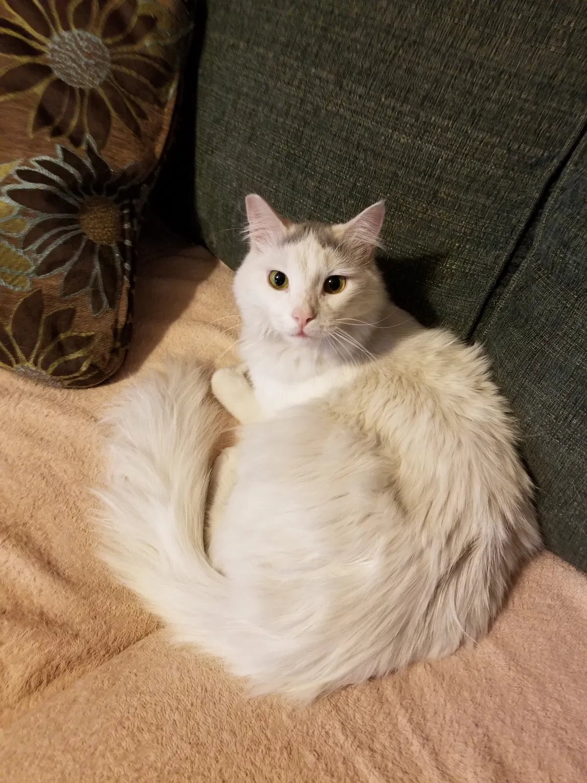 Lost cat in El Paso, TX, 79936