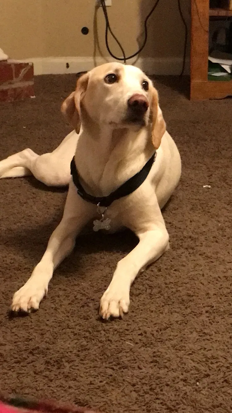 Lost dog in Millington, TN, 38053