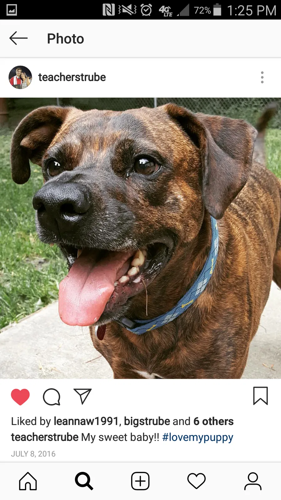 Lost dog in Millington, TN, 38053