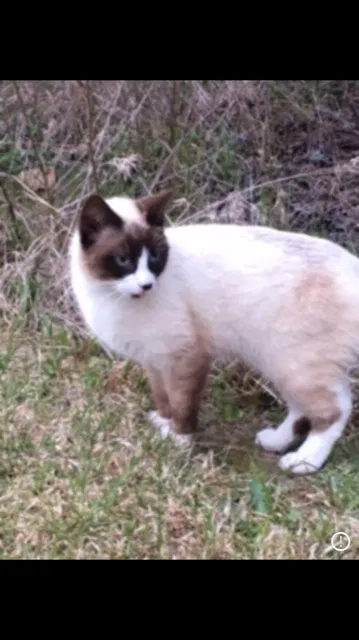 Found cat in Carthage, NC, 28327