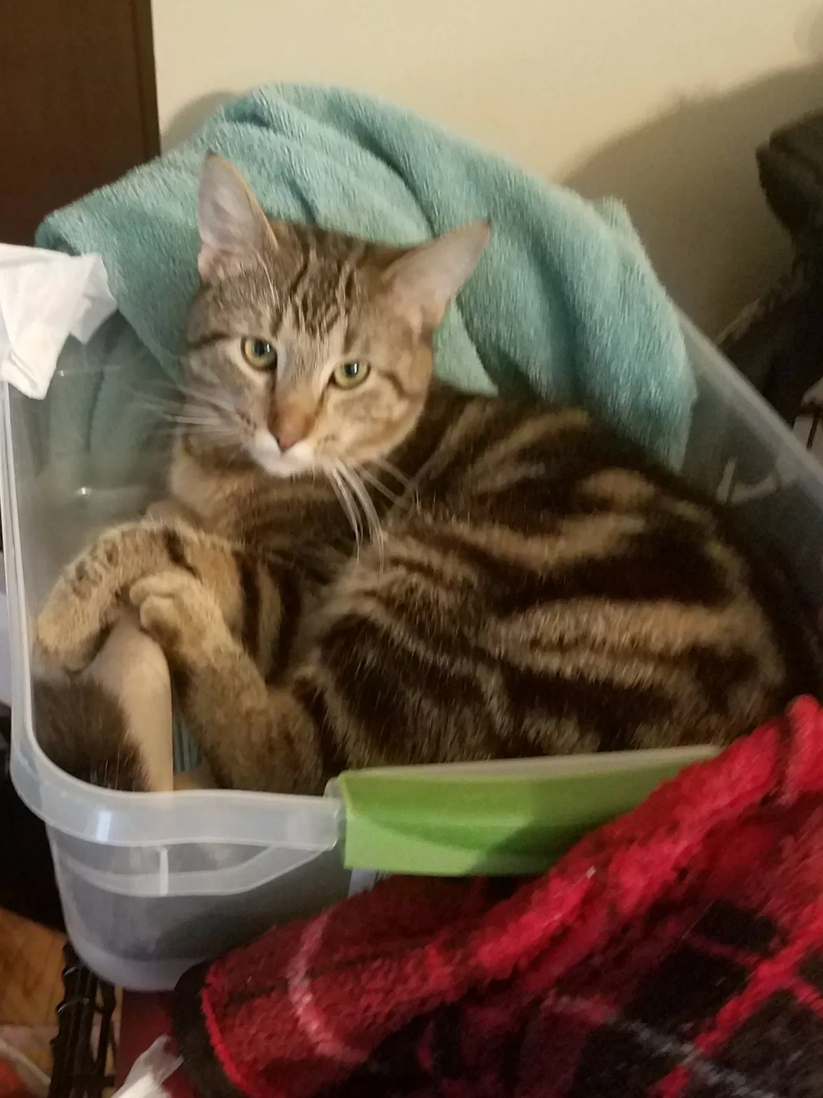 Lost cat in Westerville, OH, 43082
