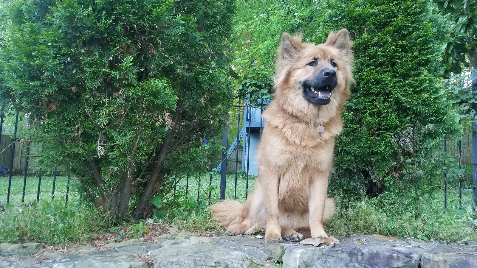 Lost dog in Memphis, TN, 38107