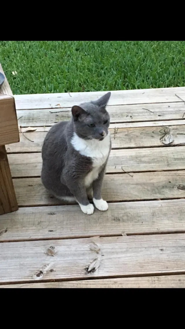 Lost cat in San Antonio, TX, 78247