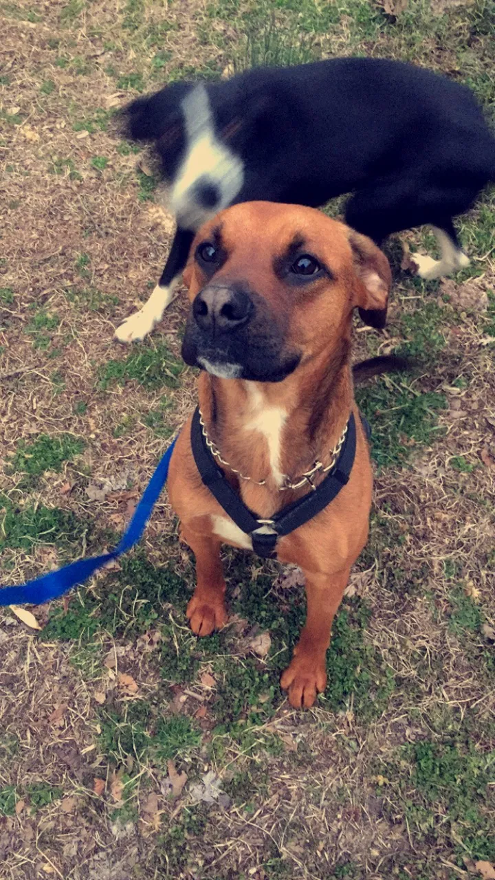 Lost dog in Danbury, NC, 27016