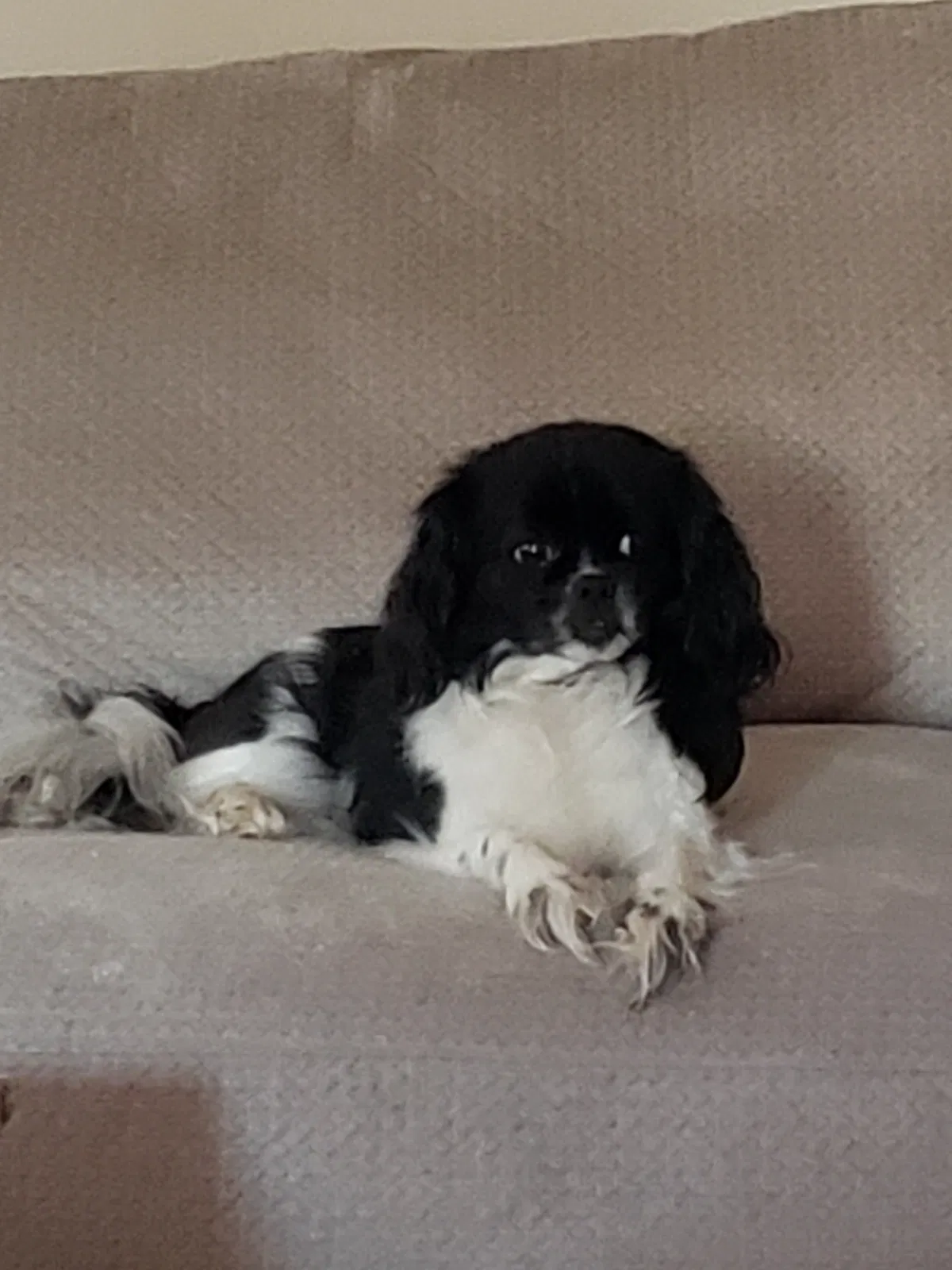 Lost dog in Lyman, SC, 29365